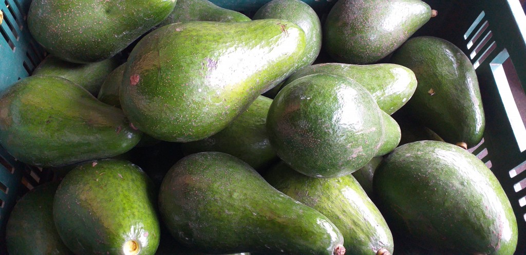 Aguacate santana