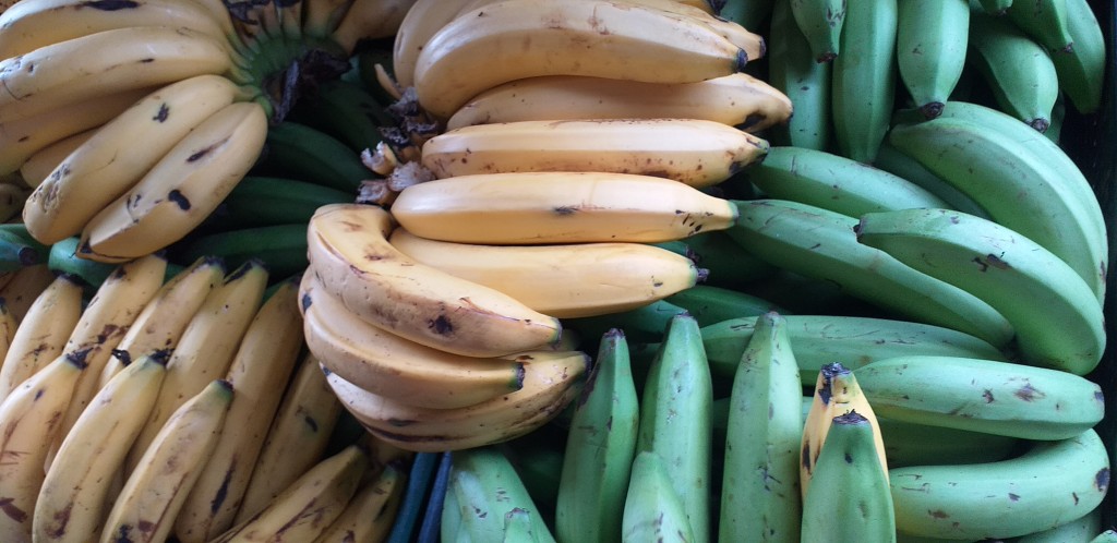 Banano criollo