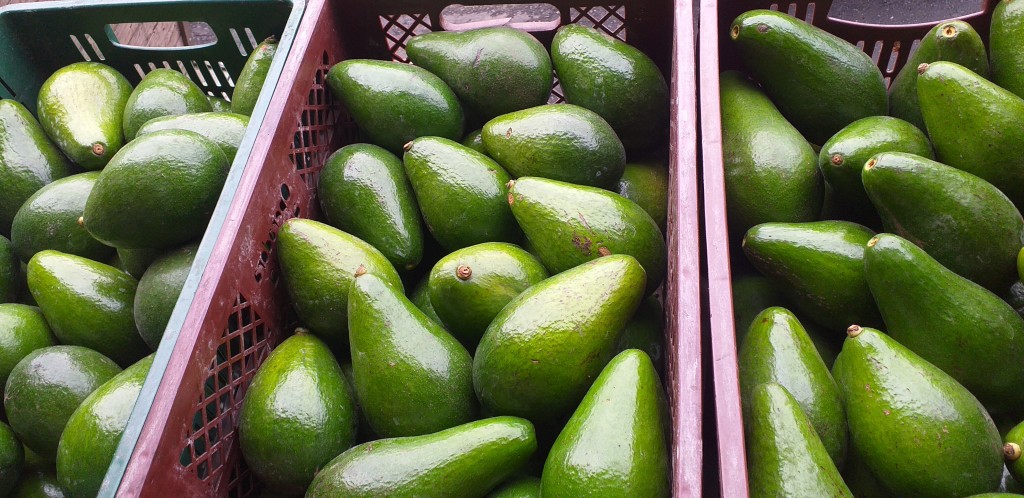 Aguacate santana
