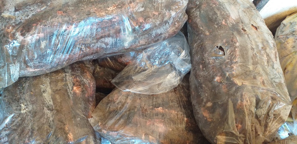 Yuca playera/28kg