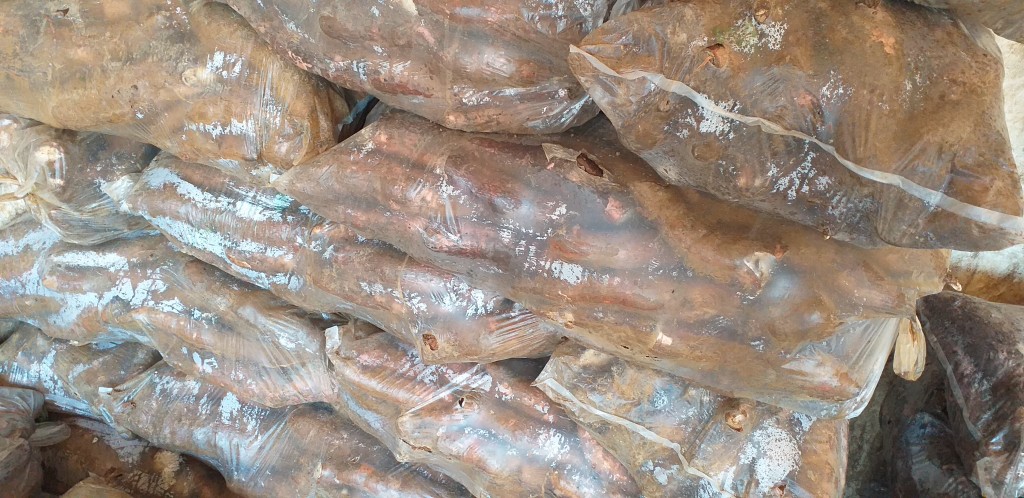 Yuca copiblanca/28kg