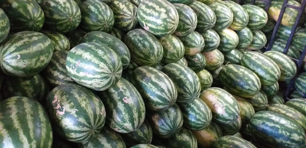 Sandia gruesa