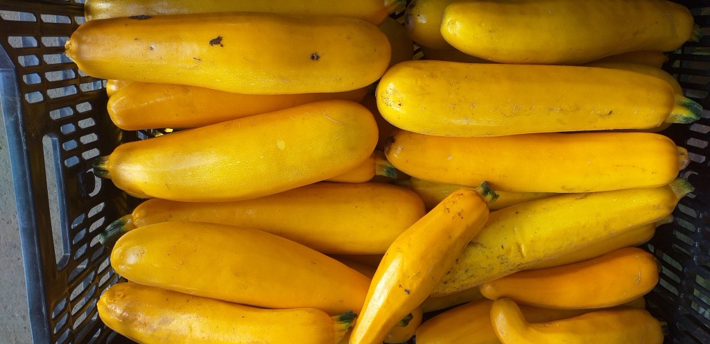 Calabacin