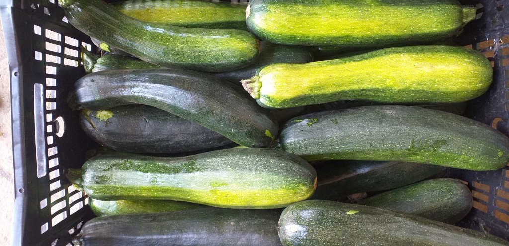 Zucchini verde