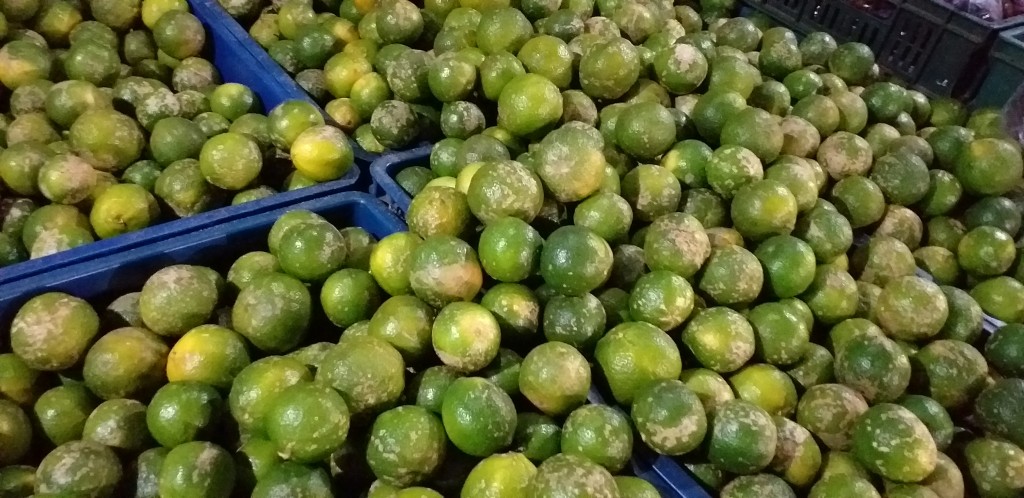 Limon mandarino