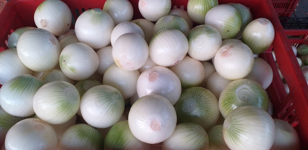 Cebolla blanca pelada