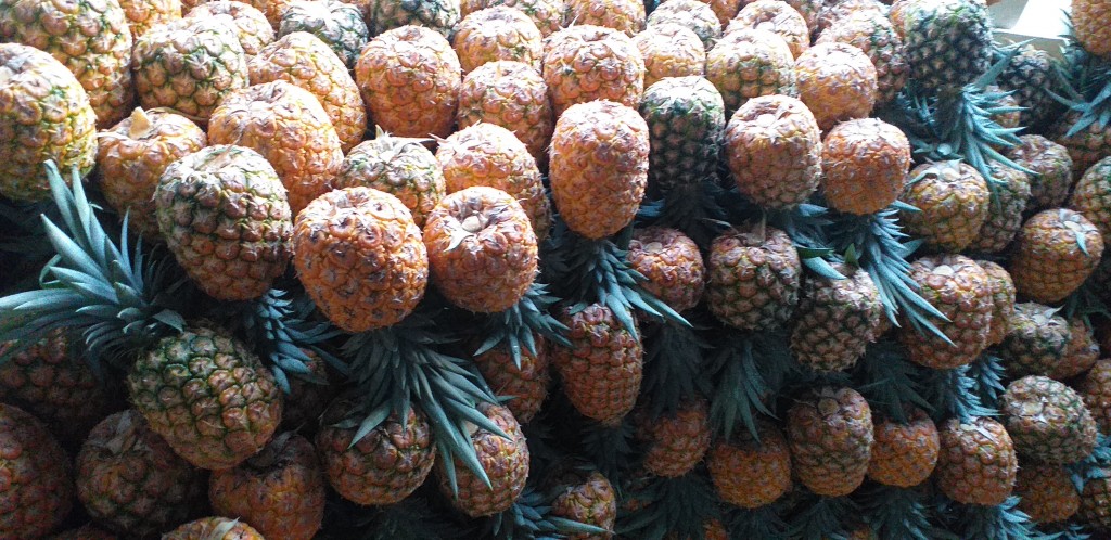 Piña oromiel 1ra
