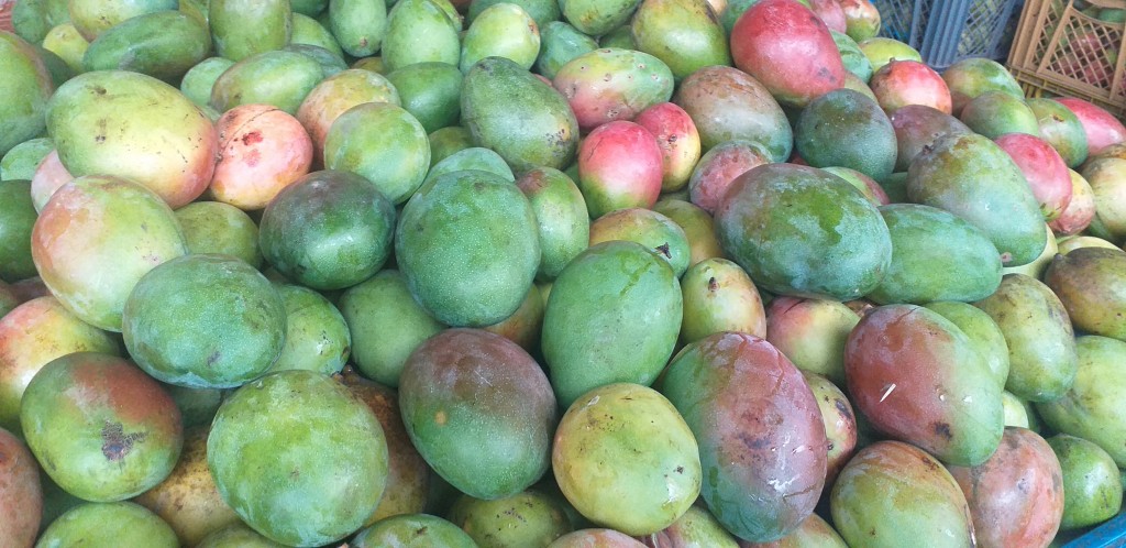 Mango farchi grueso