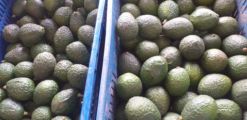 Aguacate hass 1ra