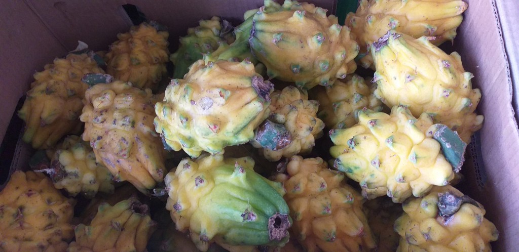 Pitahaya nacional