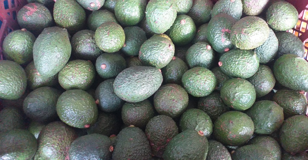 Aguacate hass delgado