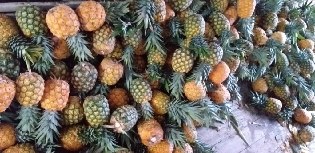 Piña oromiel 2da