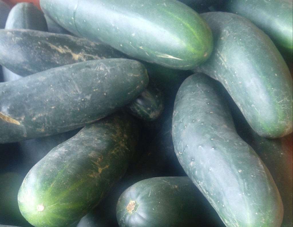 Pepino cohombro