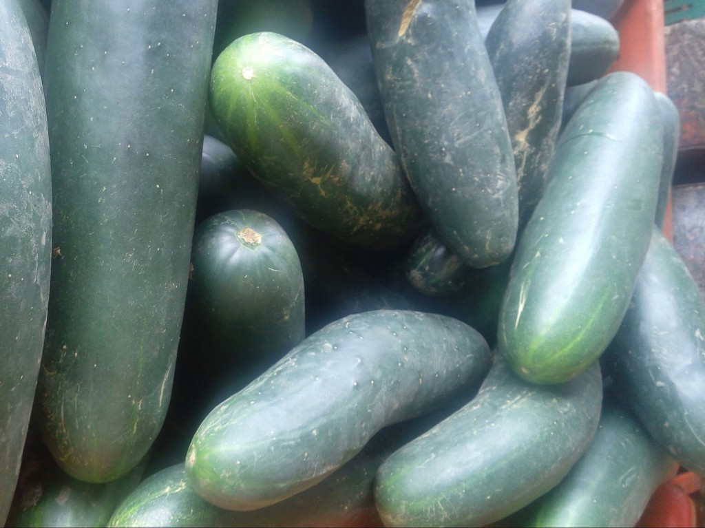 Pepino cohombro