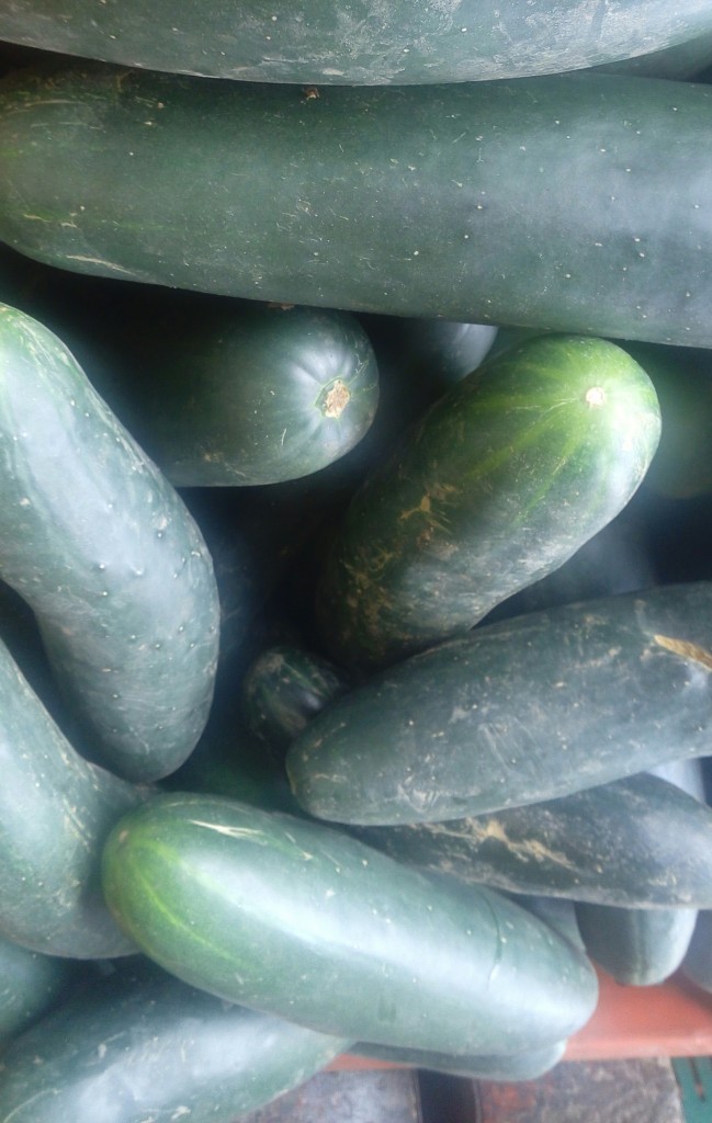 Pepino cohombro