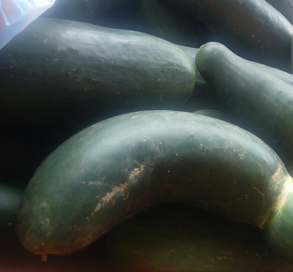 Pepino cohombro