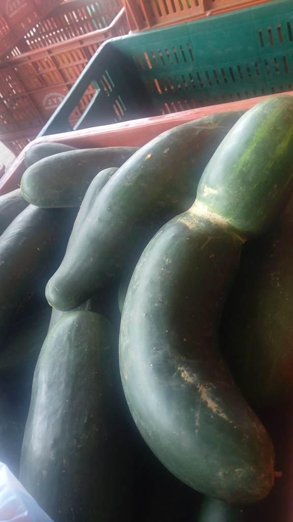 Pepino Cohombro