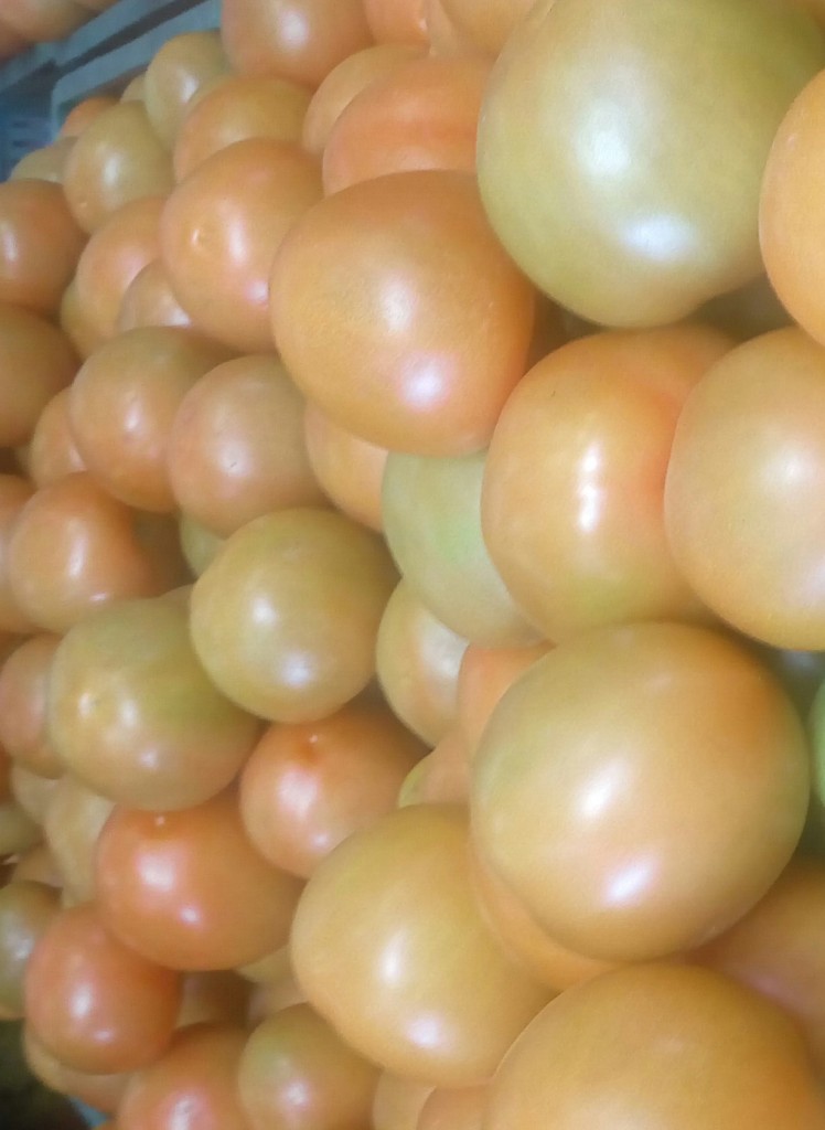 Tomate chonto selecto