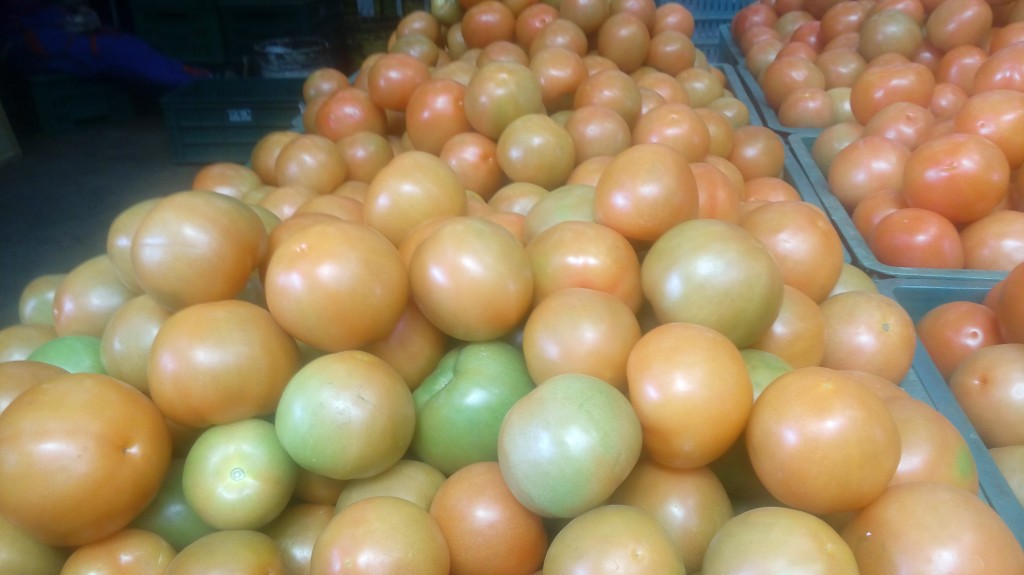 Tomate chonto selecto