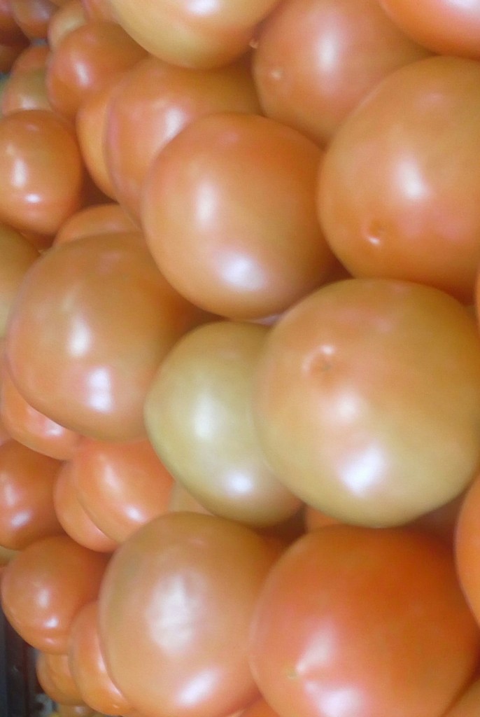 Tomate chonto parejo