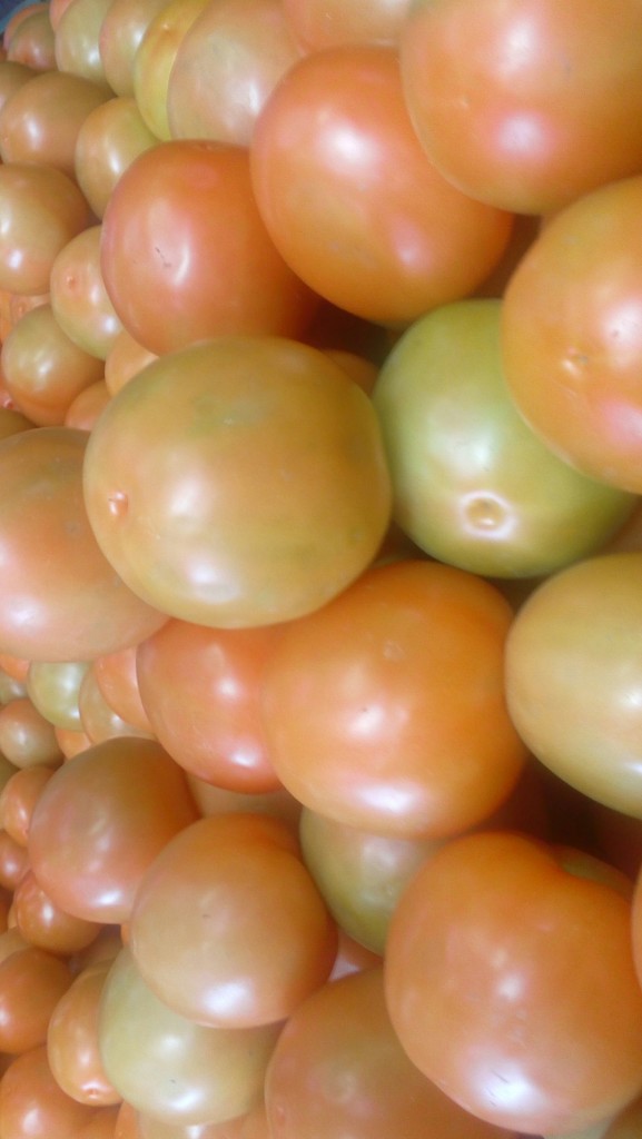 Tomate chonto selecto