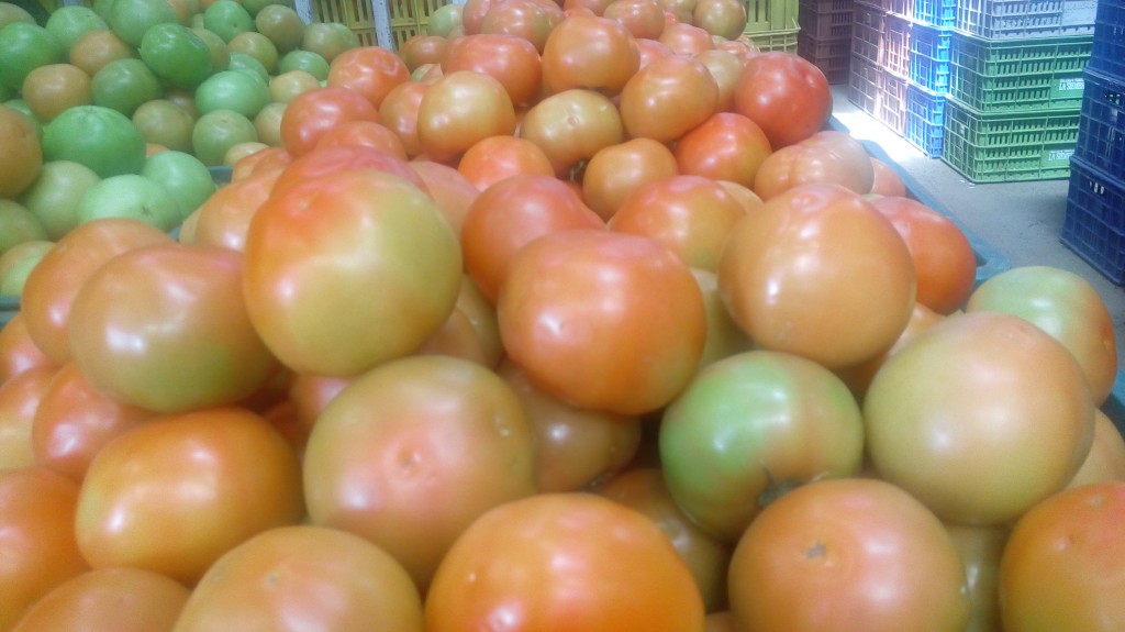Tomate Larga vida selecto