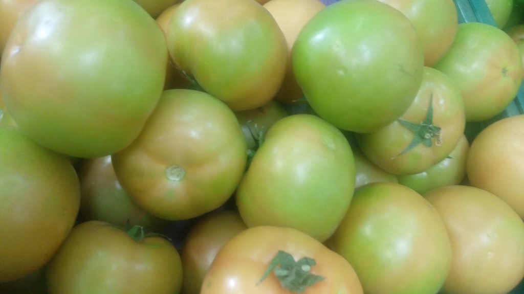 Tomate larga vida de primera