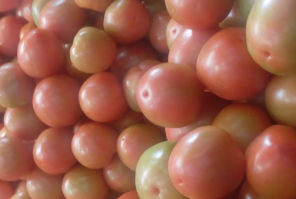 Tomate chonto de primera