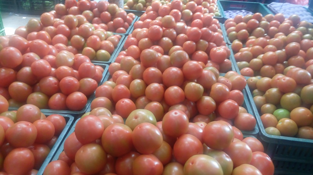 Tomate chonto parejo