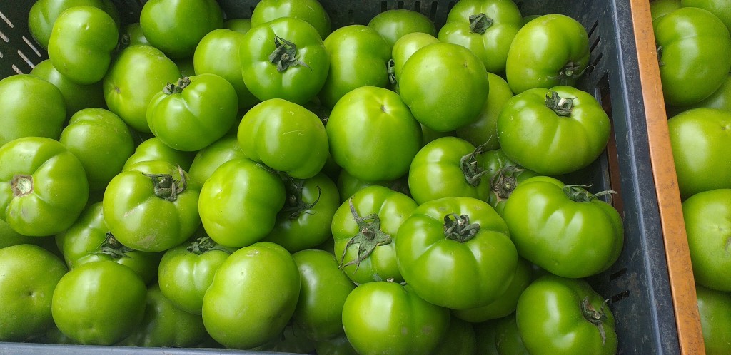 Tomate riñon