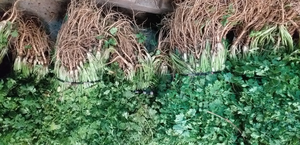 Cilantro