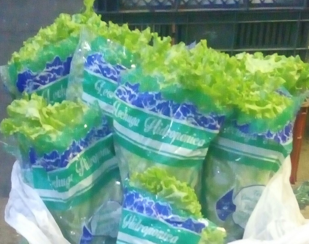 Lechuga crespa