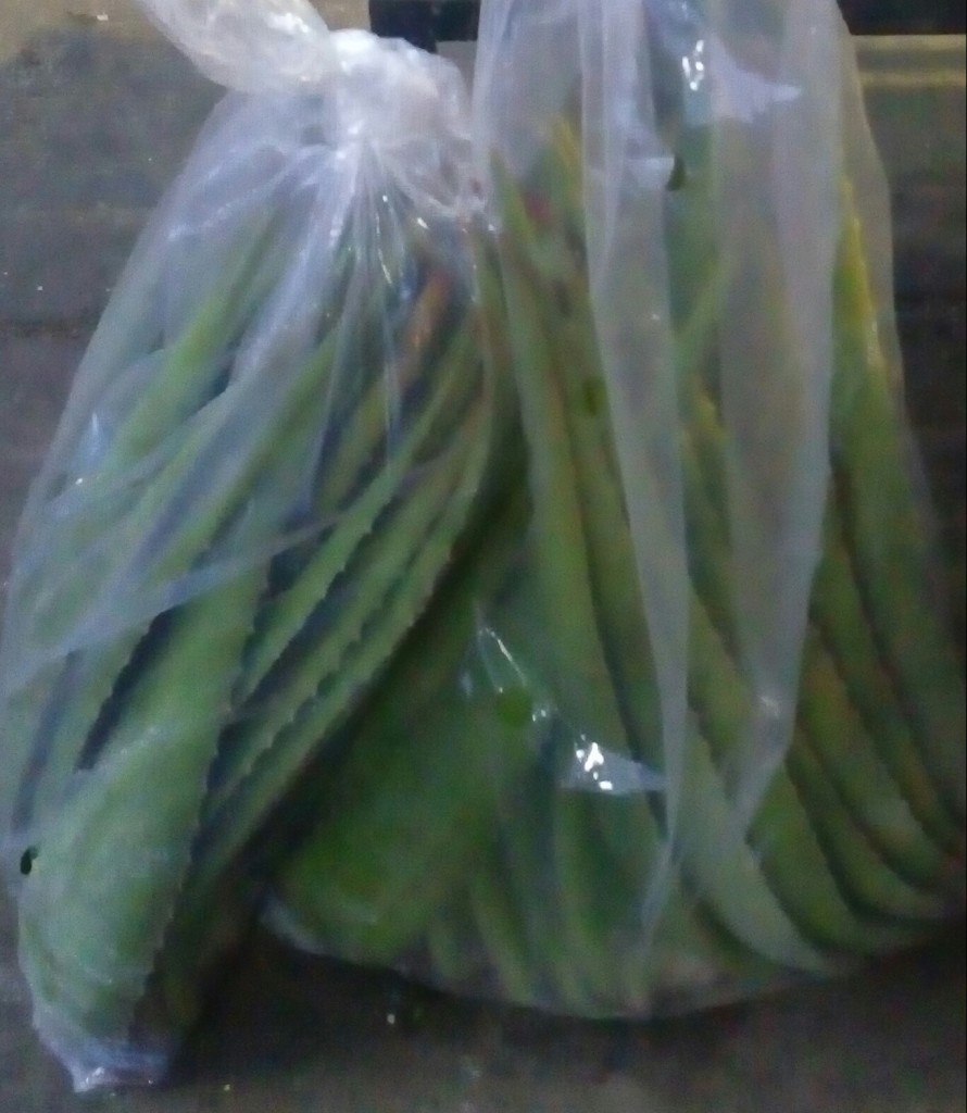 Pencas de sabila