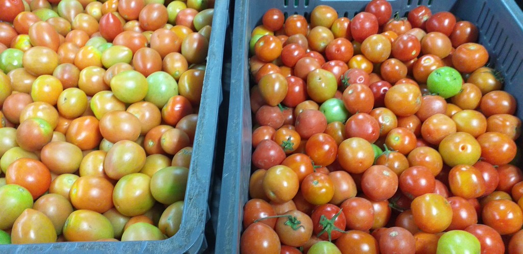 Tomate chonto delgado/25kg