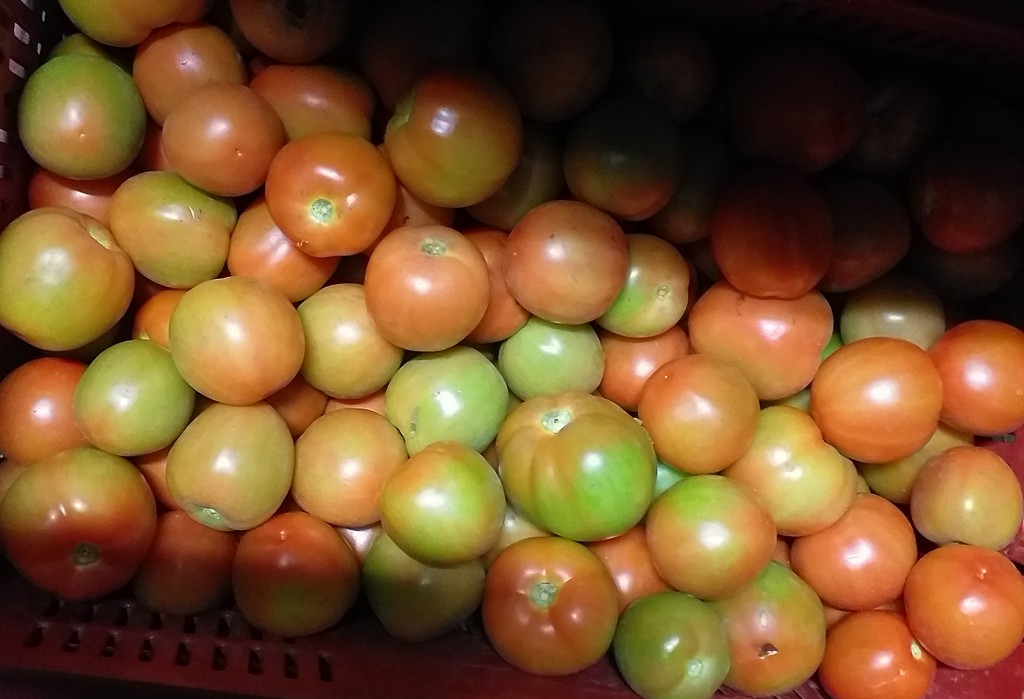 Tomate chonto 2da