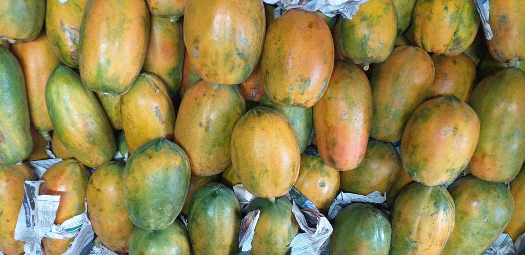 Papaya maradol costeña