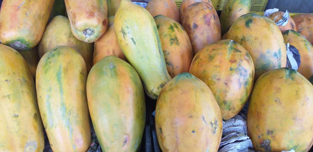 Papaya paulina
