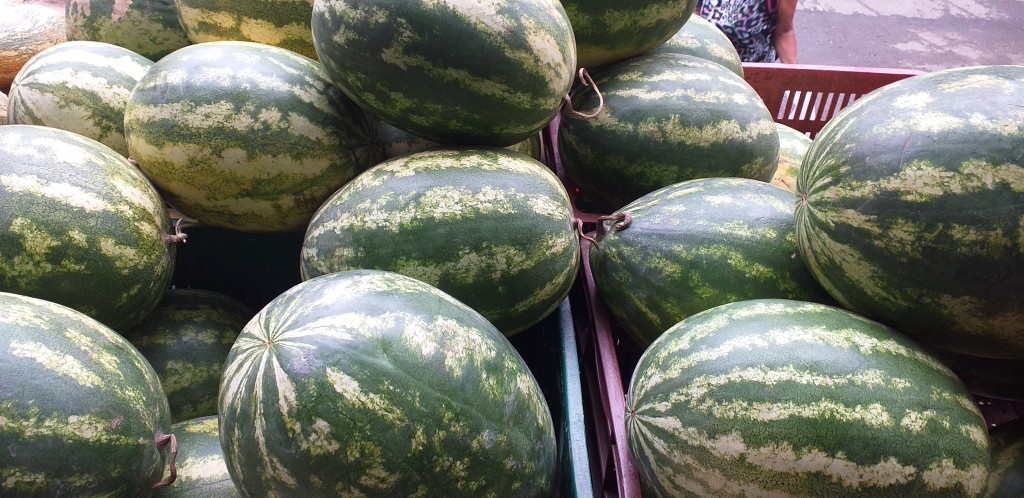 Sandia delgada