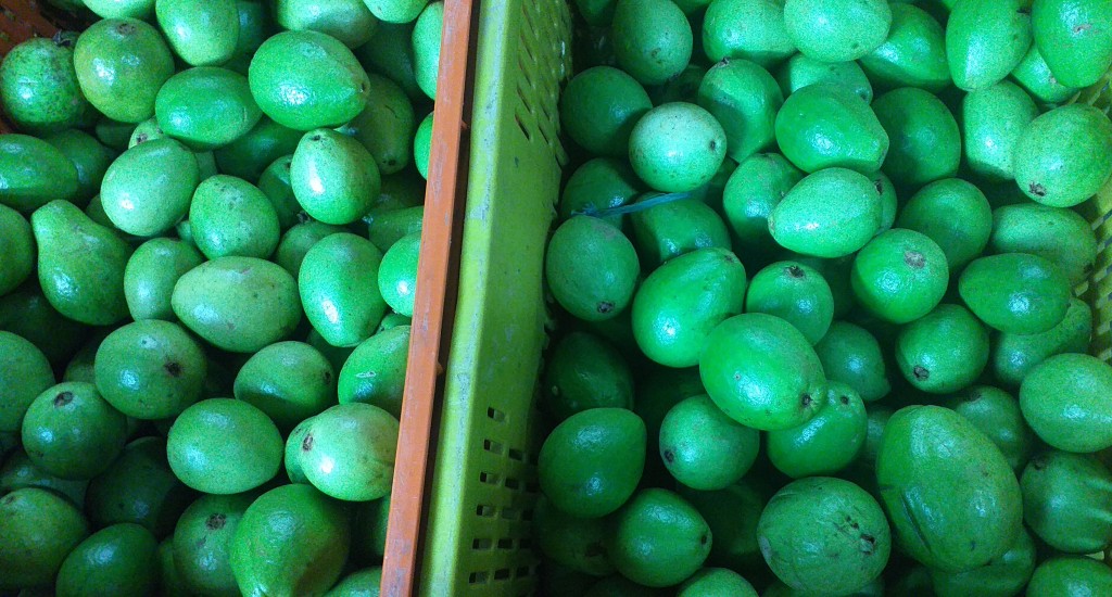 Guayaba pera