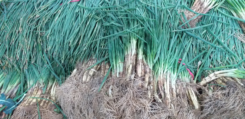 Cebolla rama