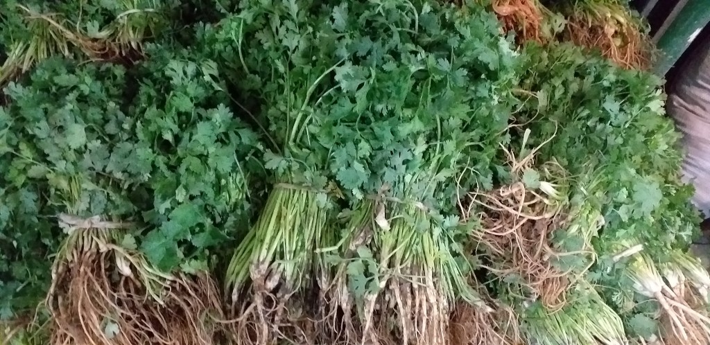 Cilantro
