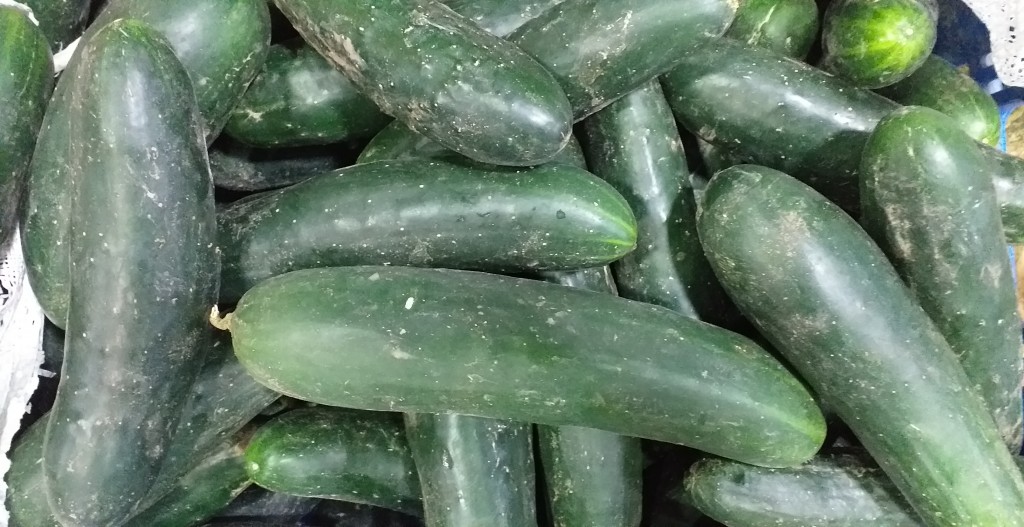 Pepino cohombro