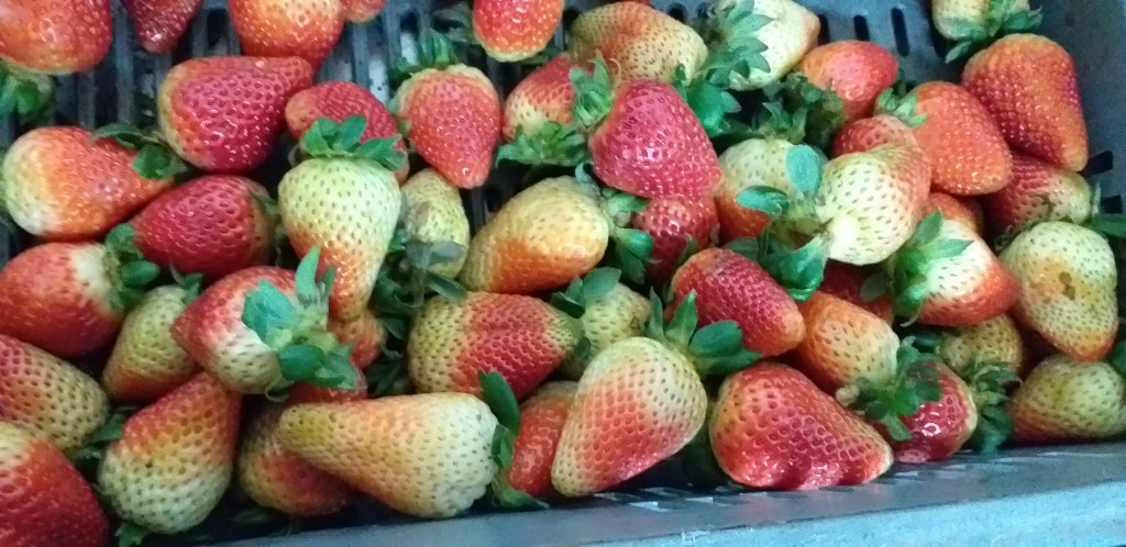 Fresa jumbo