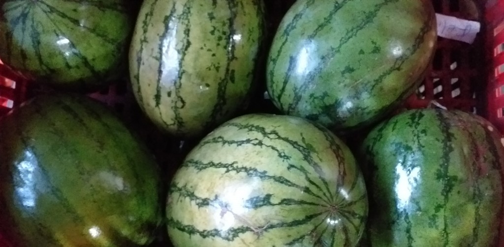 Sandia baby