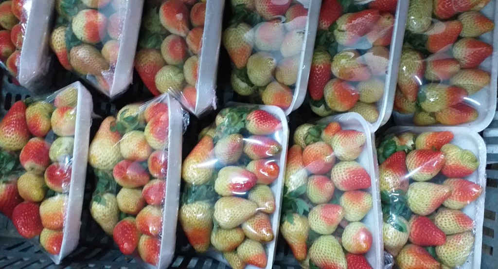 Fresa jumbo en bandeja