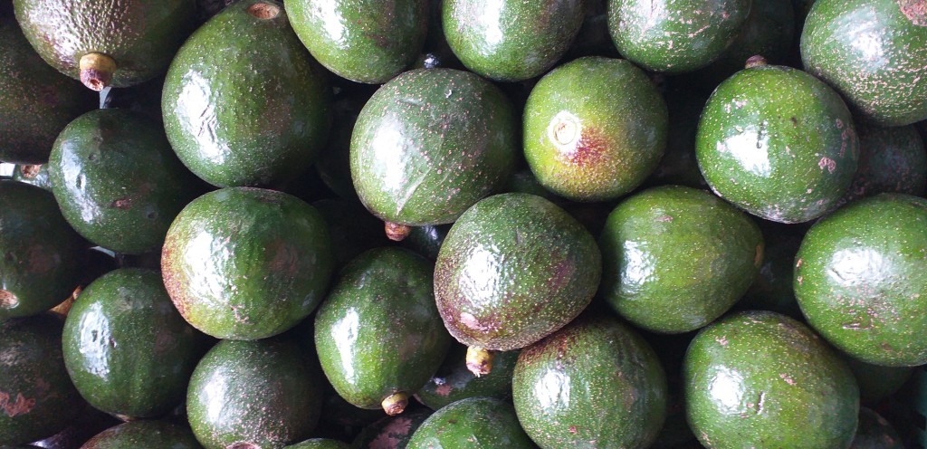 Aguacate semil