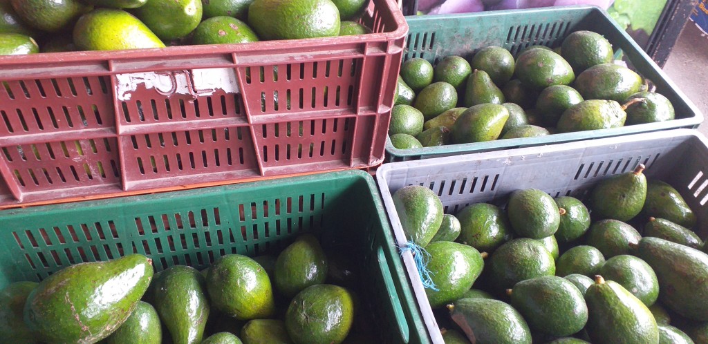 Aguacate santana