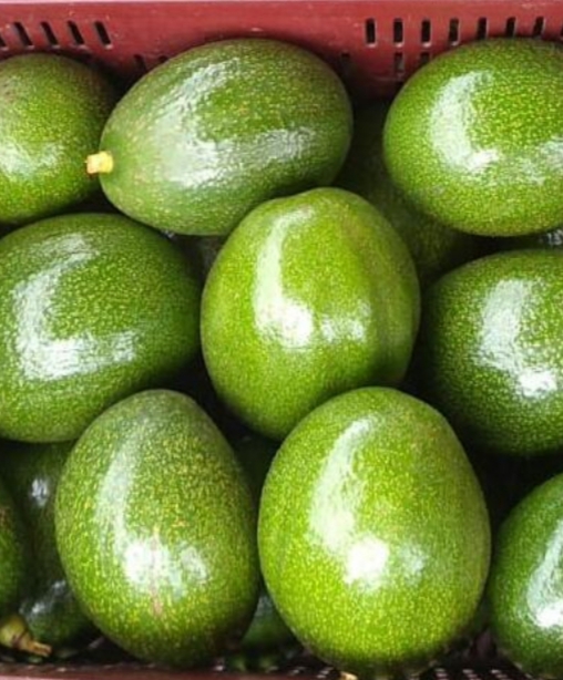 Aguacate Semil 40