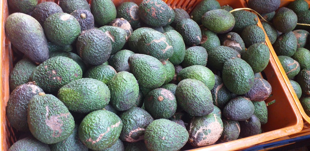 Aguacate hass