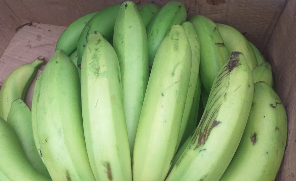 Banano criollo